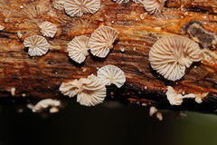 Marasmiellus affixus