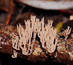 Artomyces austropiperatus
