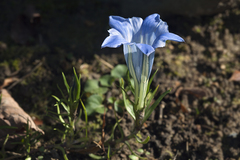 Gentiana sino-ornata