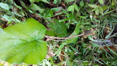 Dorstenia contrajerva