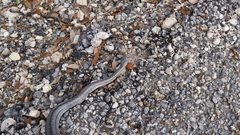 Pantherophis bairdi