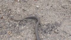 Pantherophis bairdi