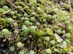 Sedum glaucophyllum