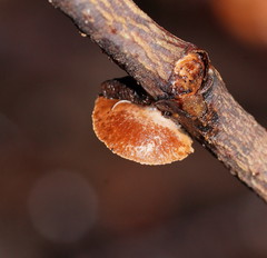 Deconica horizontalis