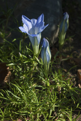 Gentiana sino-ornata