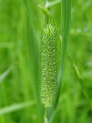 Phleum pratense nodosum