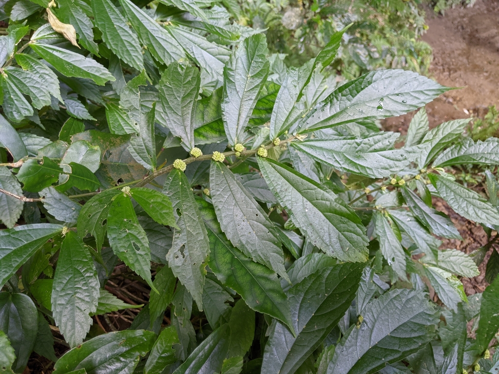 Elatostema × hybridum
