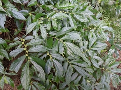 Elatostema hybrida