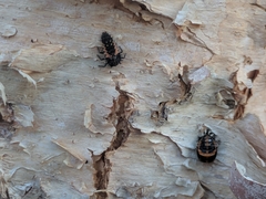 Harmonia axyridis