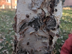 Harmonia axyridis