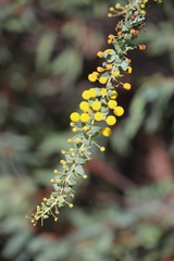 Acacia sertiformis