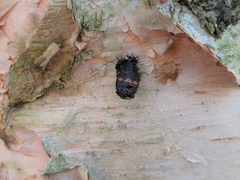 Harmonia axyridis
