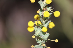 Acacia sertiformis