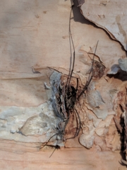 Opiliones
