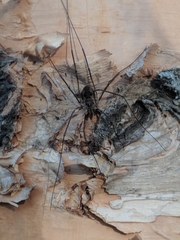 Opiliones