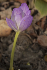 Colchicum speciosum