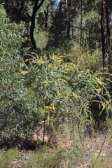 Acacia sertiformis