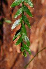 Tmesipteris obliqua