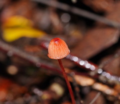 Mycena toyerlaricola