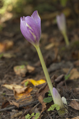 Colchicum speciosum