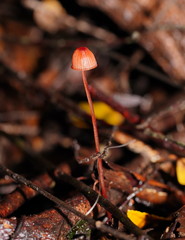 Mycena toyerlaricola