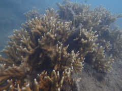 Millepora tenera