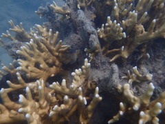 Millepora tenera