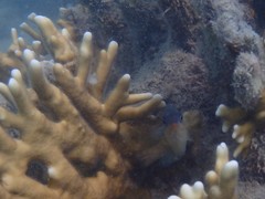 Millepora tenera