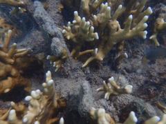 Millepora tenera