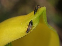 Pelecomalium testaceum