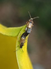 Pelecomalium testaceum