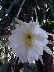 Epiphyllum oxypetalum