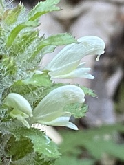 Pedicularis dudleyi