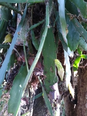 Epiphyllum oxypetalum
