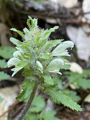 Pedicularis dudleyi