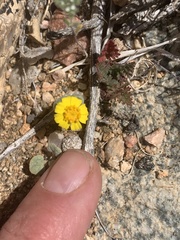 Eriophyllum wallacei