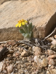 Eriophyllum wallacei