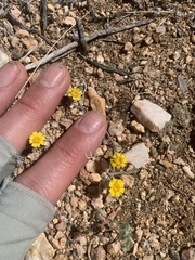 Eriophyllum wallacei