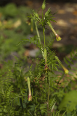 Polemonium pauciflorum