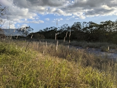 Saccharum formosanum