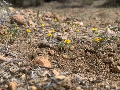 Eriophyllum wallacei