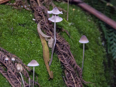 Mycena austrofilopes
