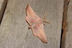 Monoctenia smerintharia