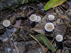 Mycena austrofilopes