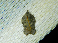 Acleris effractana