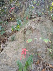 Russelia equisetiformis