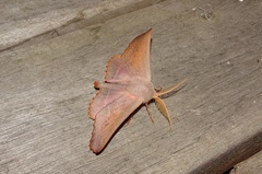 Monoctenia smerintharia