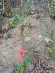 Russelia equisetiformis
