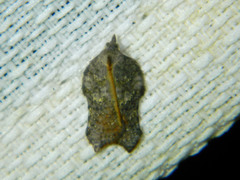 Acleris effractana