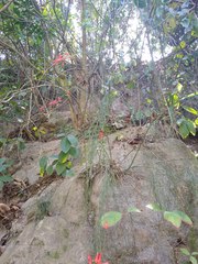 Russelia equisetiformis